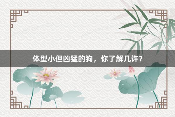 体型小但凶猛的狗，你了解几许？